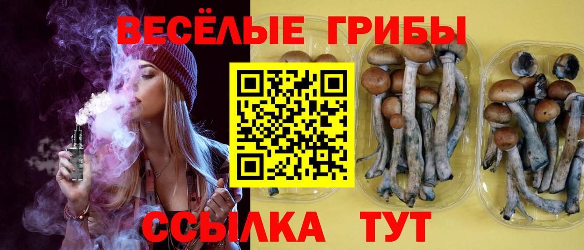 Псилоцибиновые грибы Psilocybe Карачаевск